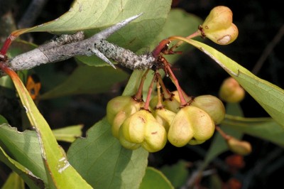 Cây Ðầu rùa, Cong cua - Gymnosporia marcanii Craib