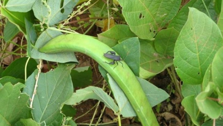 Cây Ðậu tắc, Ðậu rựa, Ðậu ngựa - Canavalia ensiformis (L., ) DC