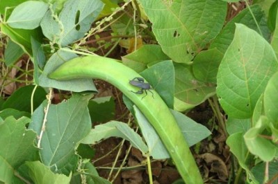 Cây Ðậu tắc, Ðậu rựa, Ðậu ngựa - Canavalia ensiformis (L., ) DC