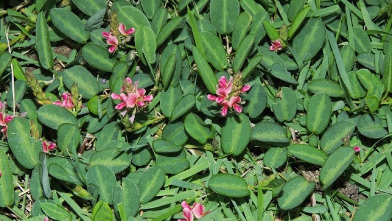 Cây Đậu vẩy ốc, Cây me đất, Cây the the - Alysicarpus vaginalis (L.) DC