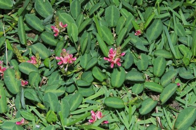 Cây Đậu vẩy ốc, Cây me đất, Cây the the - Alysicarpus vaginalis (L.) DC