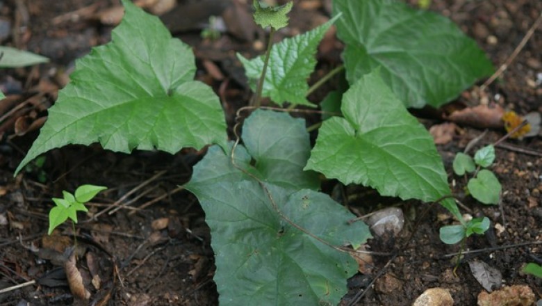 Cây Ðầu nưa - Dorstenia contrajerva L