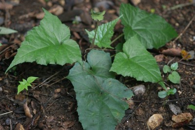 Cây Ðầu nưa - Dorstenia contrajerva L