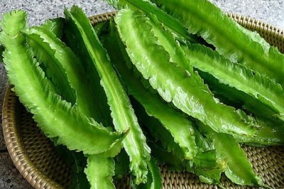 Cây Ðậu rồng, Ðậu khế, Ðậu vuông - Psophocarpus tetragonolobus (L.) DC