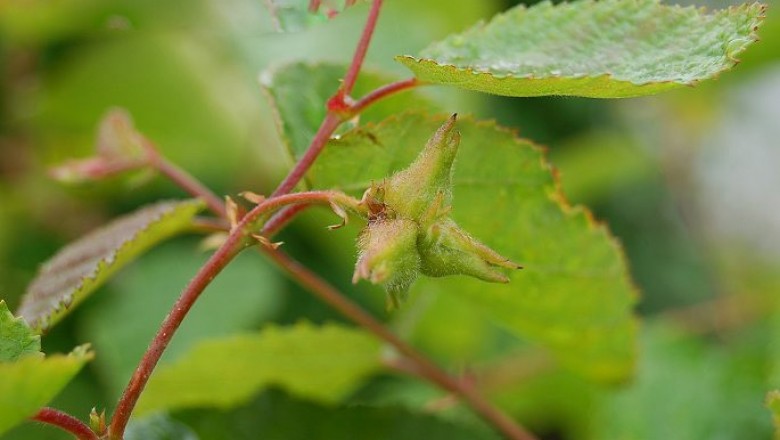 Cây Dầu nóng - Ostryopsis davidiana Decne