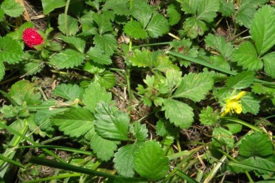 Cây Dâu núi, Dâu đất - Duchesnea indica (Andr.) Focke