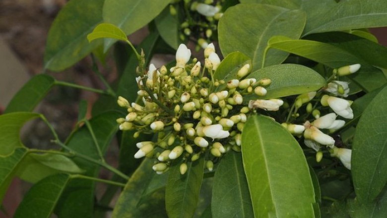 Cây Dây bánh nem, Dây gan, Cây rễ vàng - Bowringia callicarpa Champ
