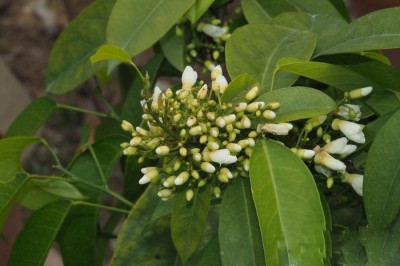 Cây Dây bánh nem, Dây gan, Cây rễ vàng - Bowringia callicarpa Champ