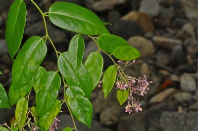Cây Dây đằng ca - Securidaca inappendiculata Hassk. (S. tavoyana Wall.)