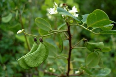 Cây Dây cổ rùa, Me núi - Dalbergia candenatensis (Dennst.) Prain (D. monosperma Dalz.)
