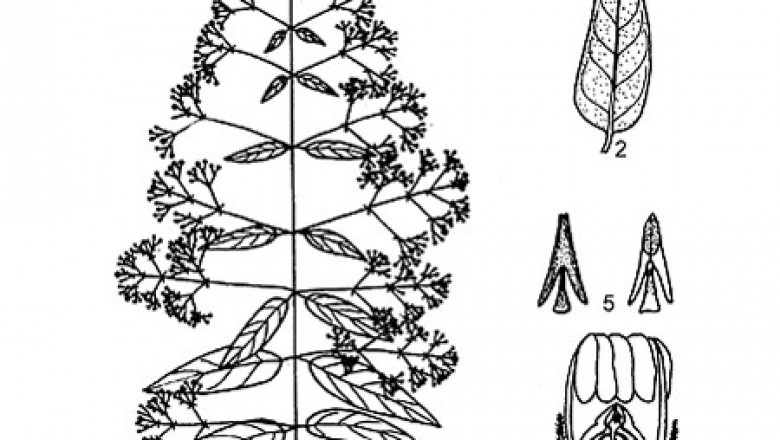 Cây Dây bói cá, Mộc tỉnh - Xylinabaria minutiflora Pierre