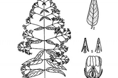 Cây Dây bói cá, Mộc tỉnh - Xylinabaria minutiflora Pierre