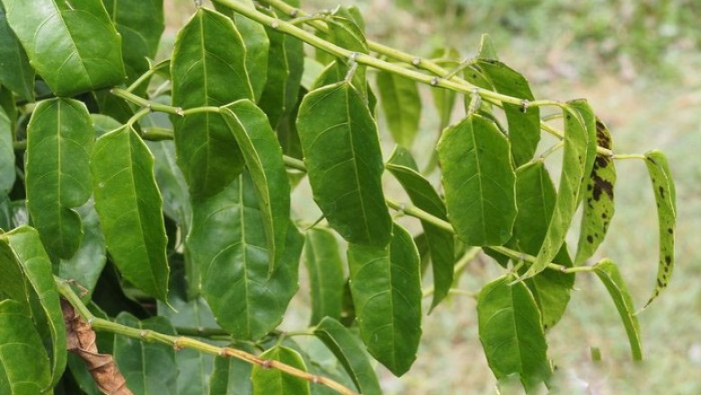 Cây Dây bầu rừng, Hồ đằng vuông vuông, Xí phóng thằng - Cissus subtetragona Planch