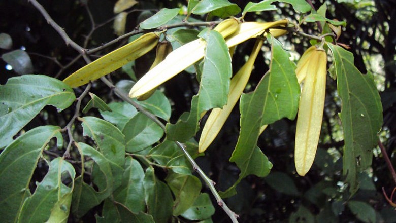 Cây Dây cồng cộng - Ventilago harmandiana Pierre