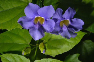 Cây Dây bông xanh, Bông báo - Thunbergia grandiflora (Roxb. ex Rottl.) Roxb