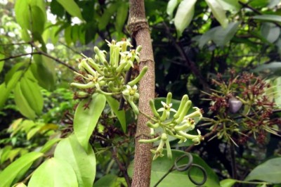 Cây Dây củ chi, Dây đồng tiền - Strychnos angustiflora Benth
