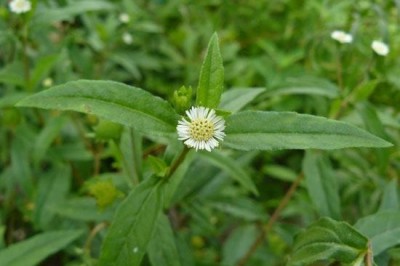 Cây nhọ nồi và 10 bài thuốc chữa bệnh cực hiệu quả