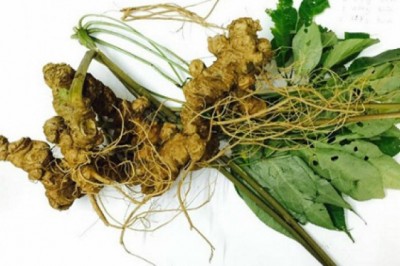 4 loại nhân sâm nổi tiếng trên thế giới trong đó có một loại của Việt Nam