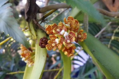 Cây Tuyệt lan nhiều hoa, Đa hoa tuyệt hoa, Lan bắp ngô nhiều hoa, A cam cứng - Acampe rigida (Buch - Ham ex J.E. Sm) Hunt (A. multifora (Lindl) Lindl. Aerides rigida Buch - Ham)