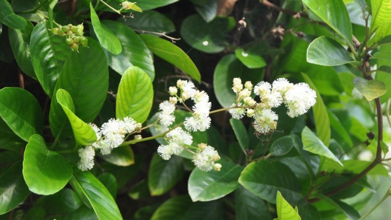 Cây Dây chiều không lông - Tetracera loureiri (Finet et Gagnep.) Craib
