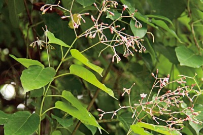 Cây Dây cao su, Dây ve áo - Pottsia laxiflora (Blume) O. Ktze (P. cantoniensis Hook. et Arn.)