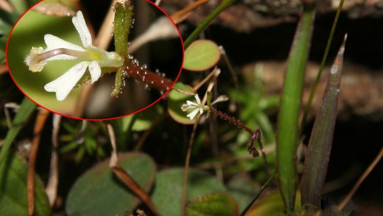 Cây Tý lợi hoa thị, Tilip lông, Hoa trụ thảo - Stylidium uliginosum Sw ex Willd