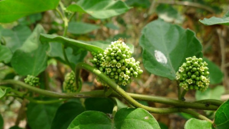 Cây Dây chàm - Marsdenia tinctoria R.Br