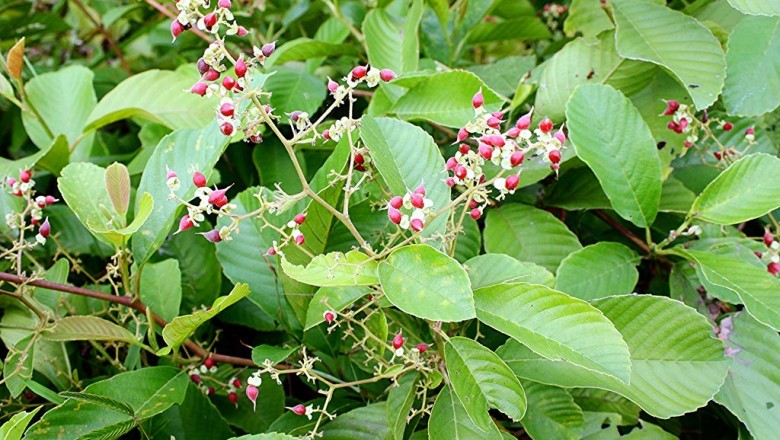 Cây Dây chiều, Tứ giác leo - Tetracera scandens (L.) Merr