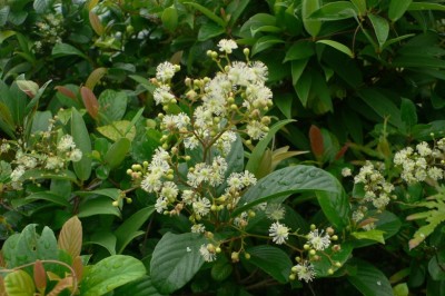 Cây Dây chiều châu Á - Tetracera asiatica (Lour.) Hoogl