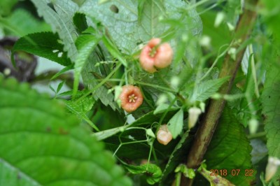 Cây Tuyết đảm Trung Quốc - Hemsleya chinensis Cogn ex Forbes et Hemsl