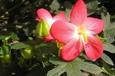 Xây dựng quy trình kỹ thuật canh tác hữu cơ sâm Bố Chính