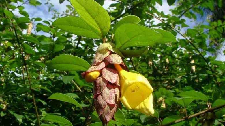 Cây Tu hú bầu dục - Gmelina elliptica J.E. Sm (G. villosas Roxb.)