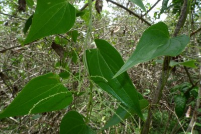 Cây Từ Poilane - Dioscorea poilanei Prain et Burk