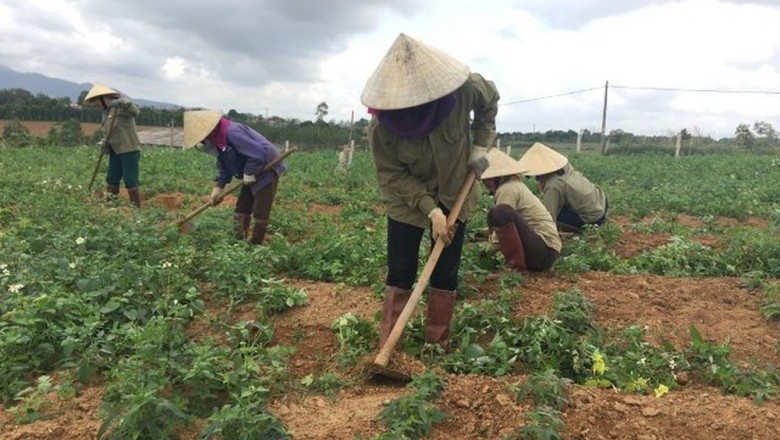 Tìm đầu ra cho sâm bố chính, nơi thu mua sâm bố chính