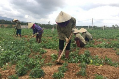 Tìm đầu ra cho sâm bố chính, nơi thu mua sâm bố chính