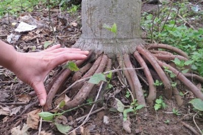 Cách dùng Rễ cau chữa bệnh liệt dương