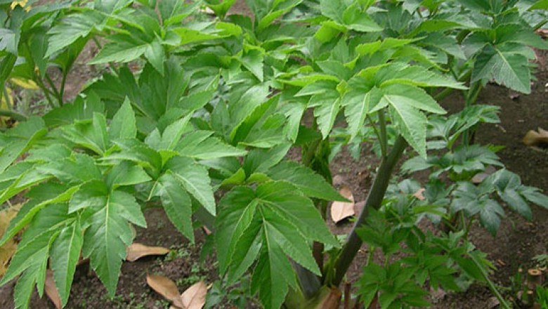 Phát hiện loại lá cây chứa chất 'cải lão hoàn đồng'