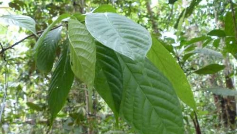 Cây Cựa gà, Gai xanh, Quít gai - Paramignya armata Oliv. var. andamanica King