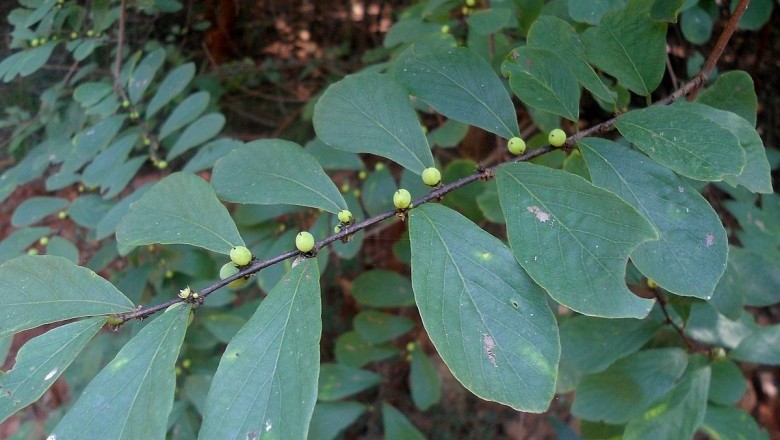 Cây Cù đề - Breynia vitis-idaea (Burm. f.) C.E.C. Fischer (B. rhamnoides Muell - Arg.)