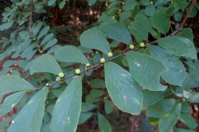 Cây Cù đề - Breynia vitis-idaea (Burm. f.) C.E.C. Fischer (B. rhamnoides Muell - Arg.)