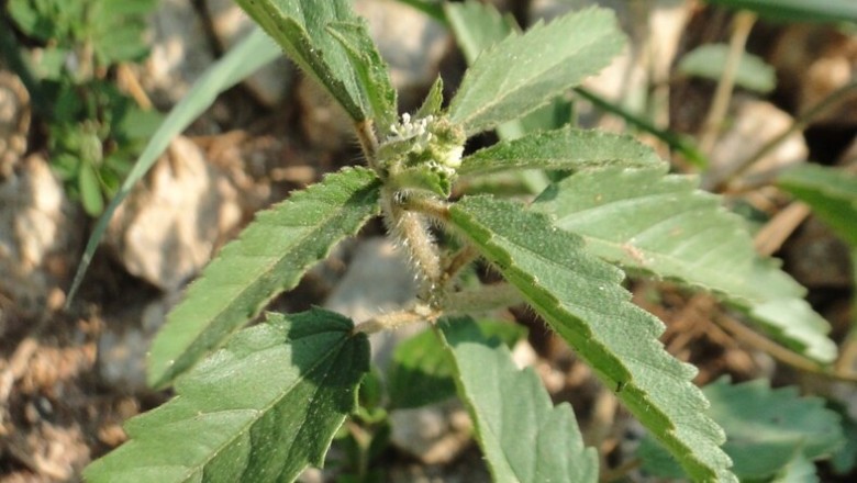 Cây Cù đèn lông cứng - Croton glandulosus L. (C. hirtus L’. Hérit.)