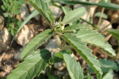 Cây Cù đèn lông cứng - Croton glandulosus L. (C. hirtus L’. Hérit.)