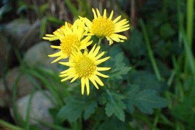 Cây Cúc hoa vàng, Kim cúc, Hoàng cúc - Chrysanthemum indicum L