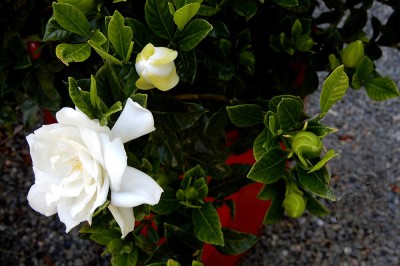 Kỹ thuật trồng cây dành dành