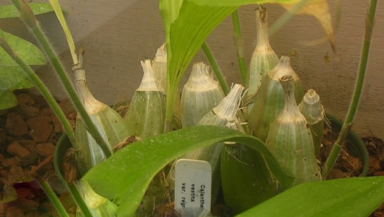 Cây Củ chuối, Củ nóng - Calanthe vestita Lindl