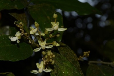 Cây Cúc mộc, Săng ớt cao - Xanthophyllum excelsum Blume