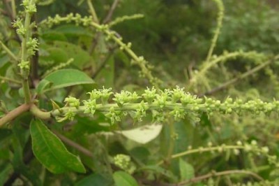 Cây Cù đèn Delpy - Croton delpyi Gagnep