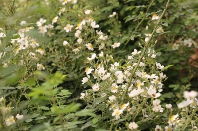 Chữa bệnh bằng cây tầm xuân