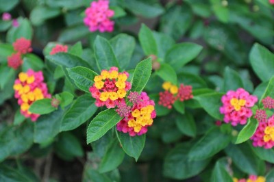 Cây hoa ngũ sắc và tác dụng chữa bệnh