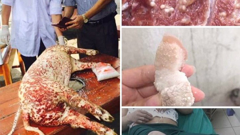 Phạt nặng các tài khoản đăng tin dịch tả lợn châu phi lây sang người